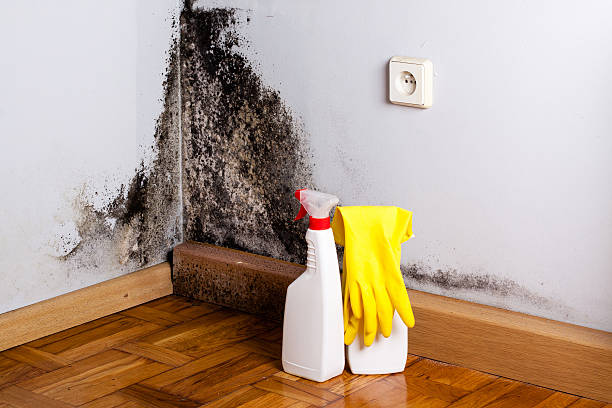 Best Mold Damage Repair  in Prosperity, SC